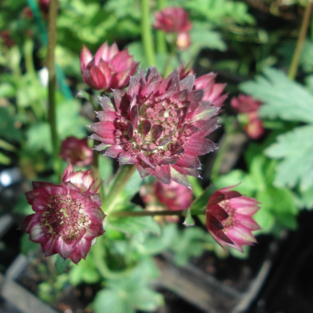 Astrantia major Moulin Rouge