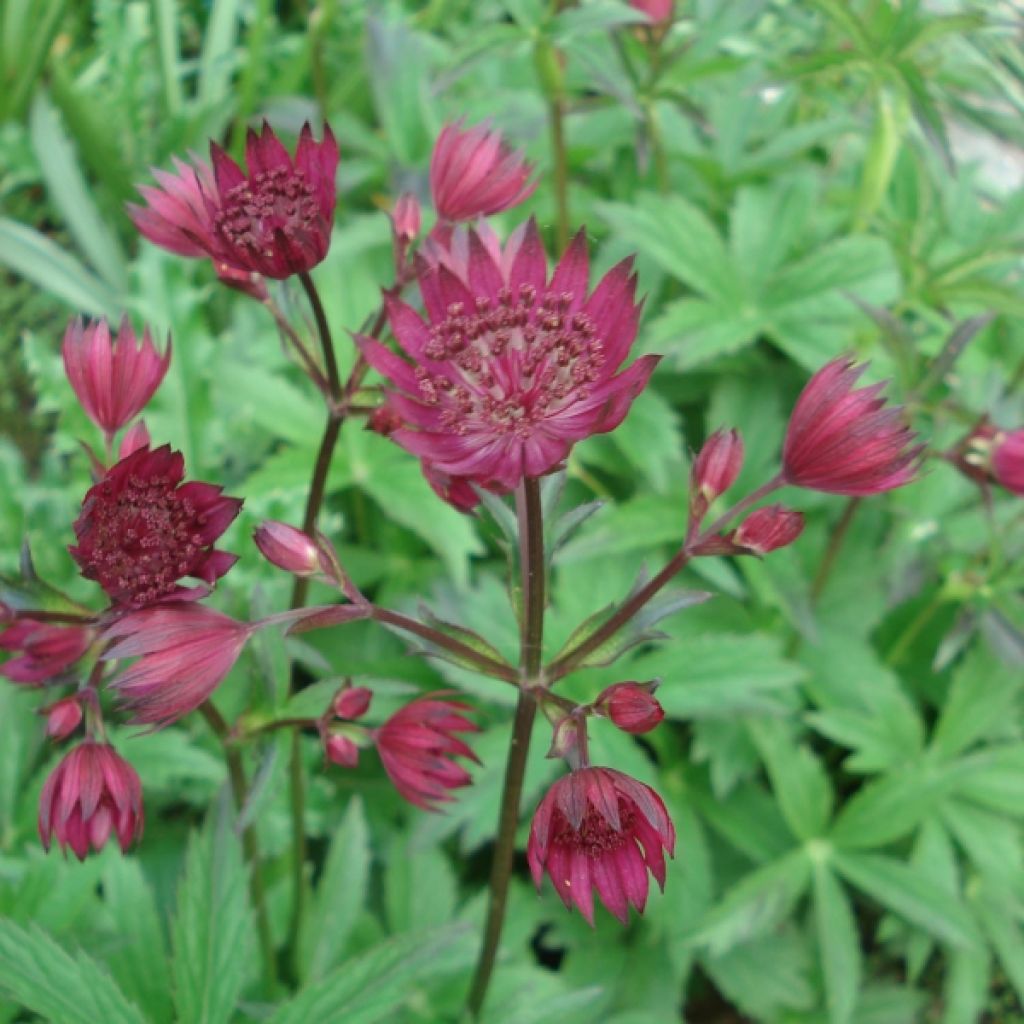 Astrantia major Ruby Wedding