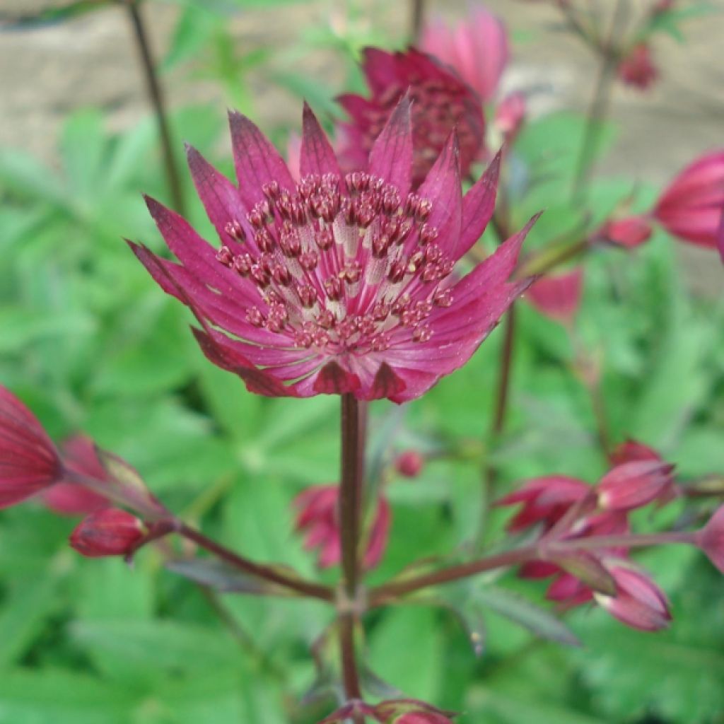 Astrantia major Ruby Wedding