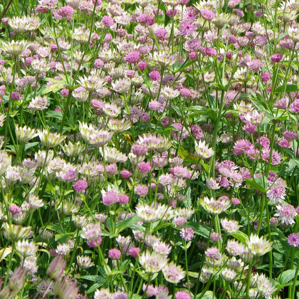 Astrance - Astrantia major Pink Pride