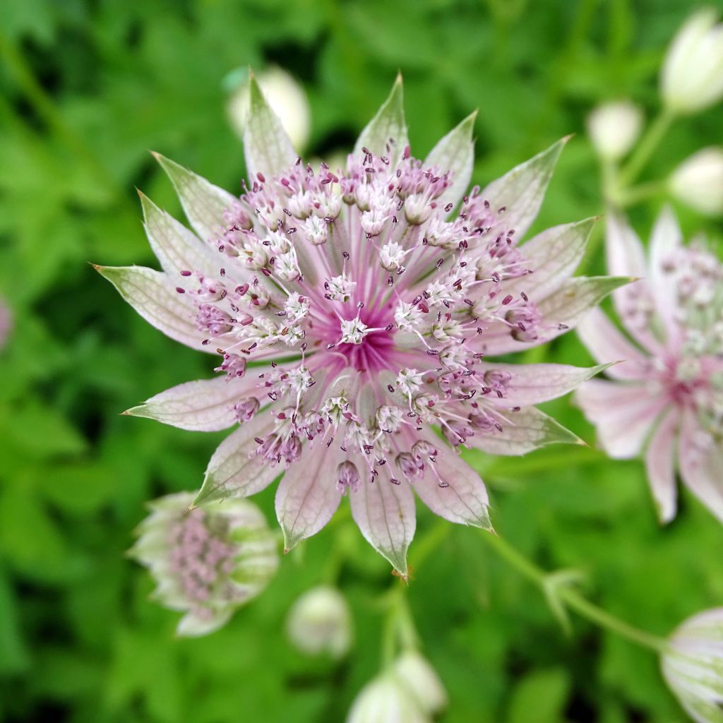 Astrance - Astrantia major Pink Sensation 