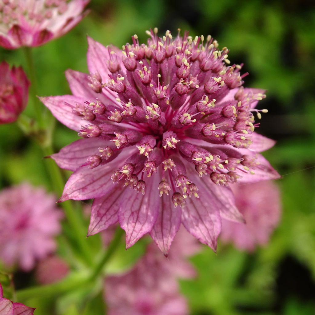 Astrance - Astrantia major Roma