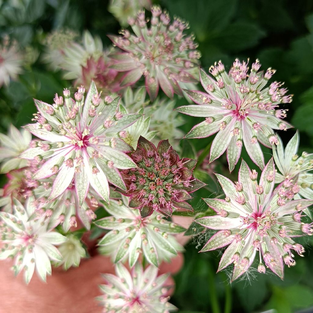 Astrance - Astrantia major Roma