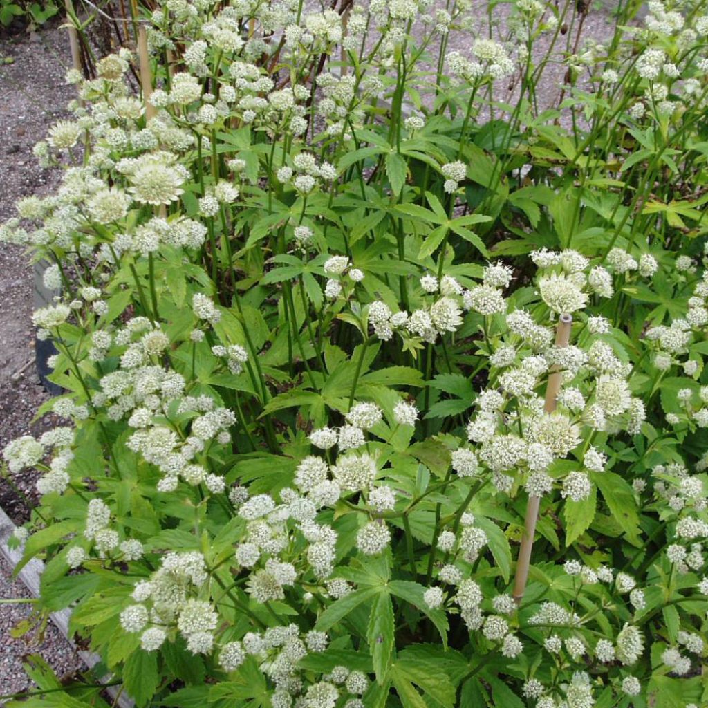 Astrantia major Alba