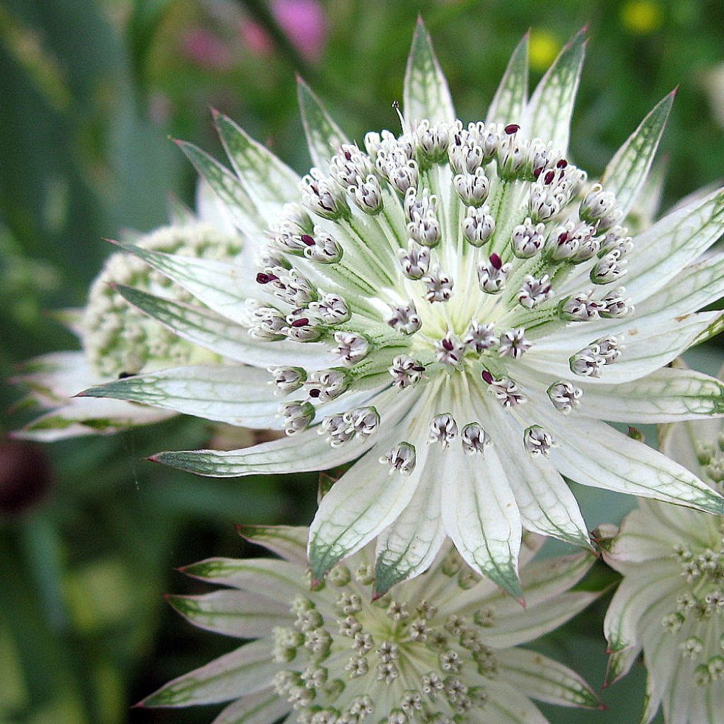 Astrantia major Alba