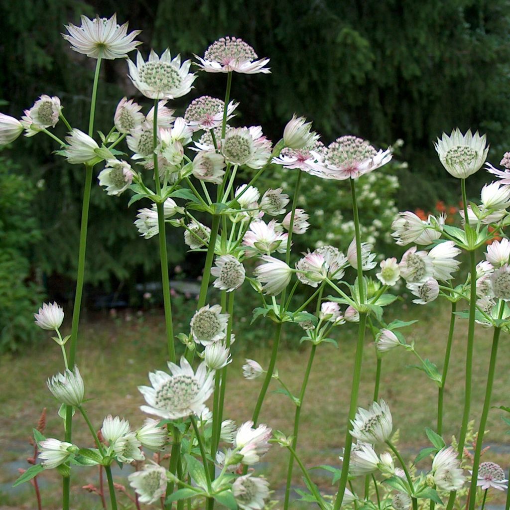 Astrantia major Alba