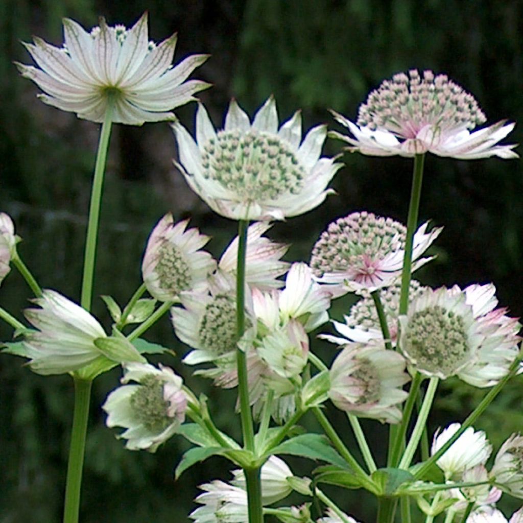 Astrantia major Alba