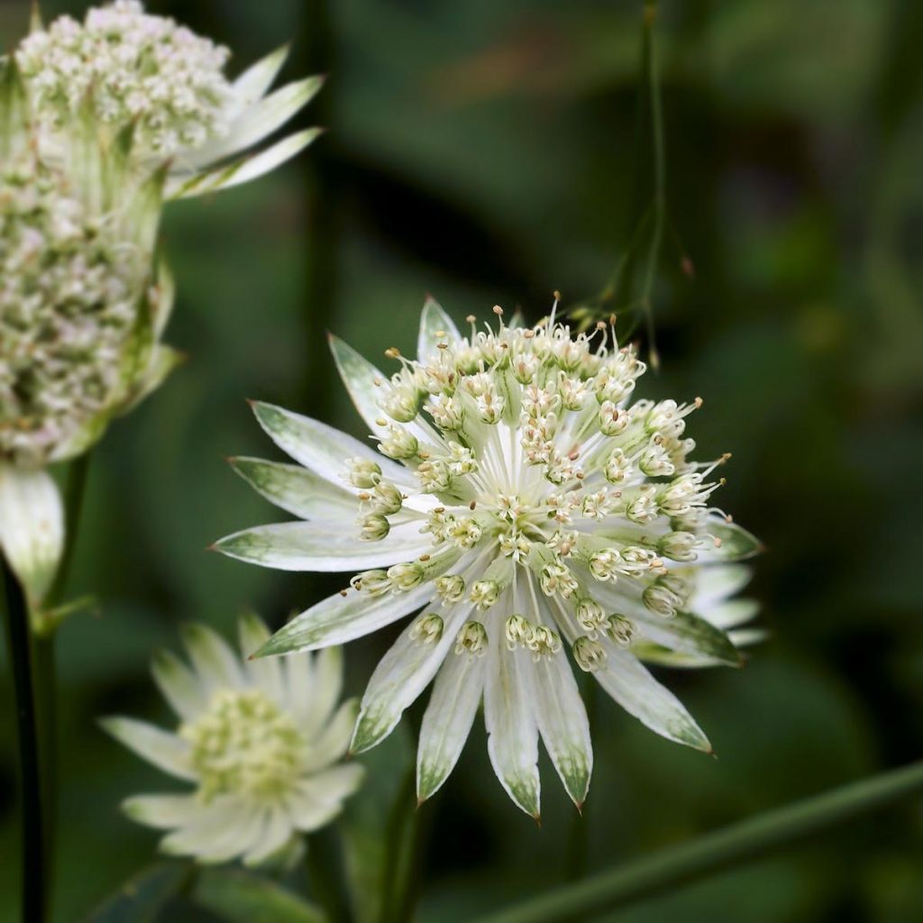 Astrantia major Alba