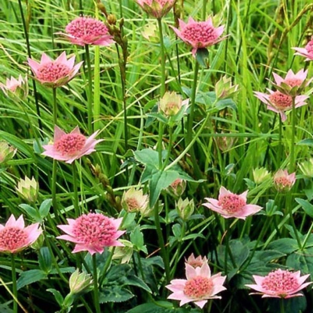 Astrantia maxima