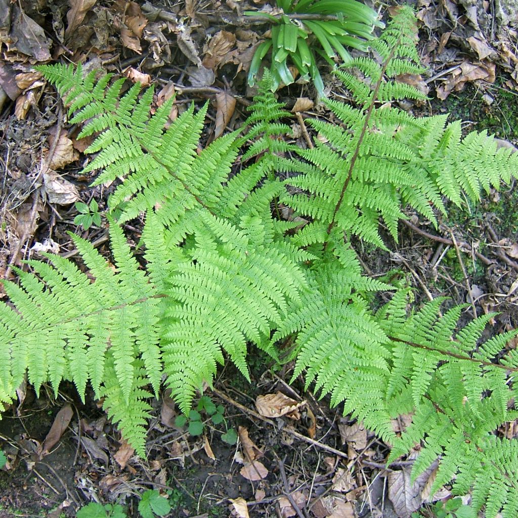 Athyrium filix-femina Cruciatum Group, Fougère femelle