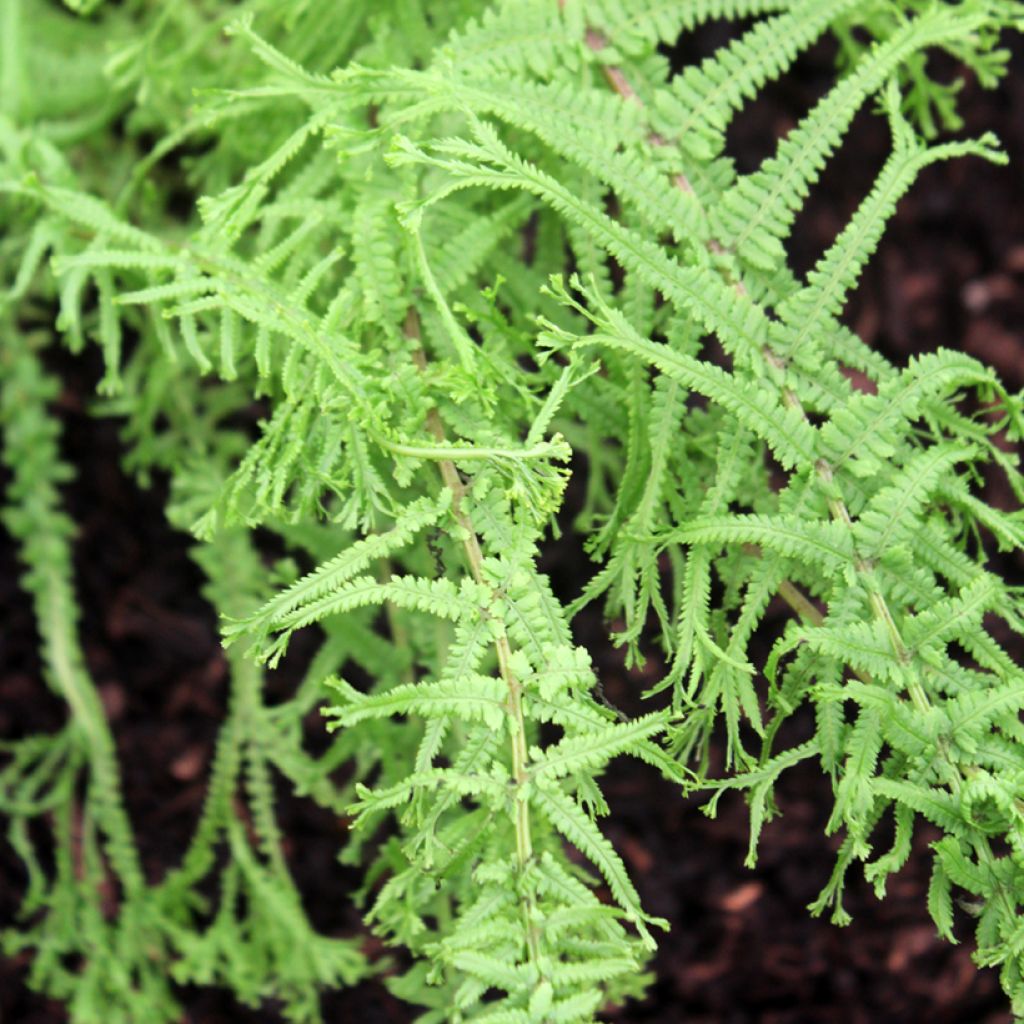 Athyrium filix-femina Victoriae - Felce femmina