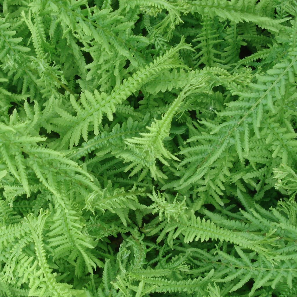 Athyrium filix-femina Victoriae - Felce femmina