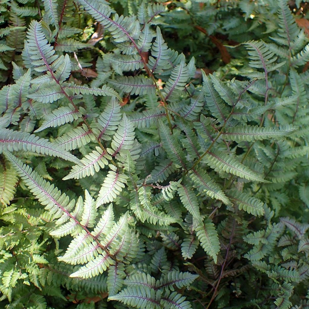 Athyrium niponicum Burgundy Lace - Fougère japonaise