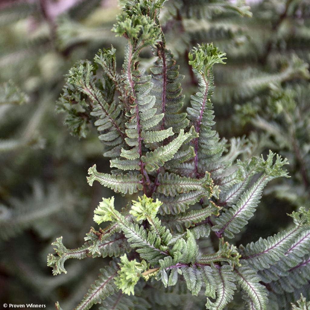 Athyrium niponicum Crested Surf - Felce