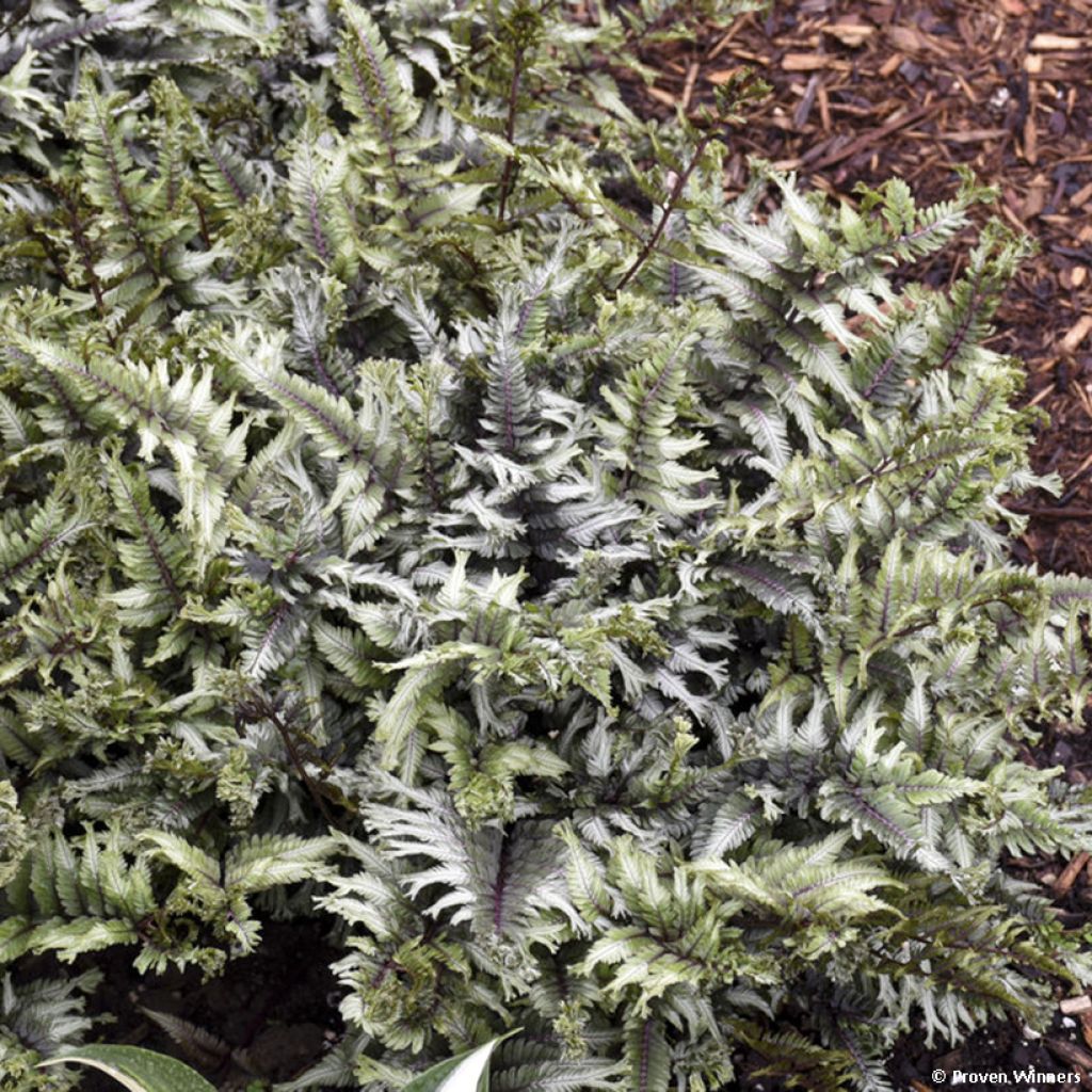 Athyrium niponicum Crested Surf - Felce