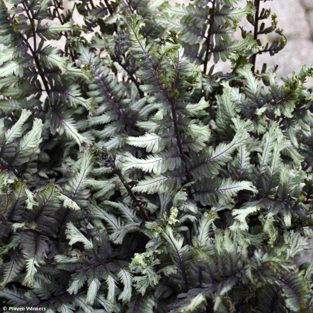 Athyrium niponicum Crested Surf - Felce