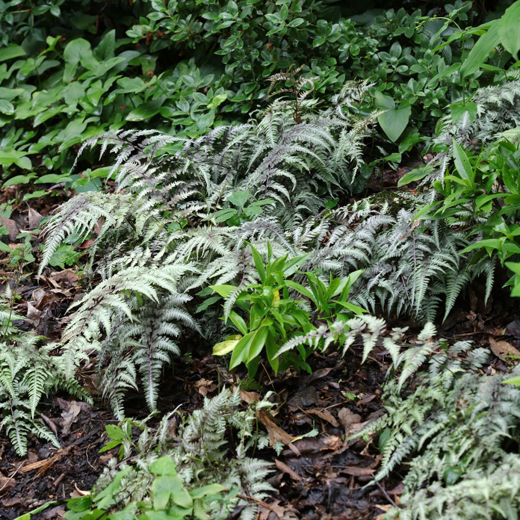 Athyrium niponicum Pewter Lace - Felce