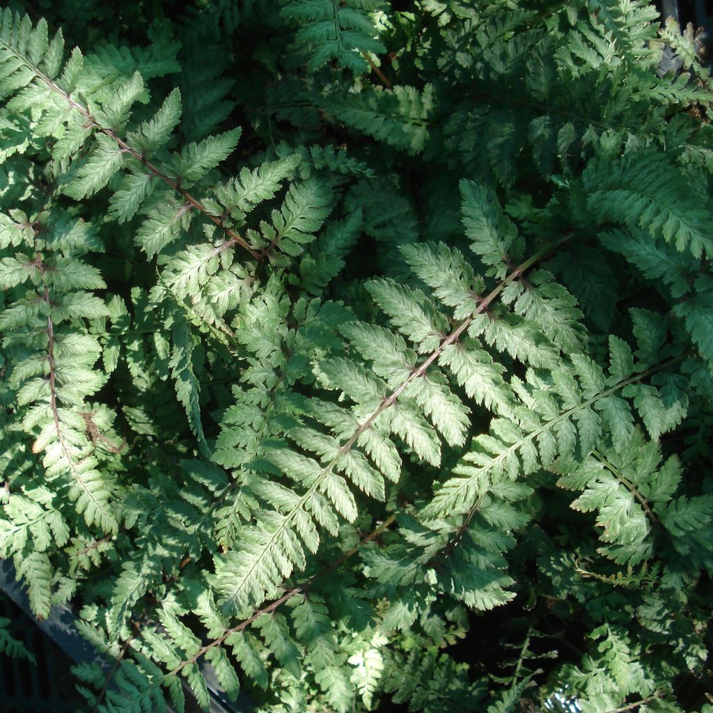 Athyrium niponicum Ursula's red - Fougère femelle Ursula's red