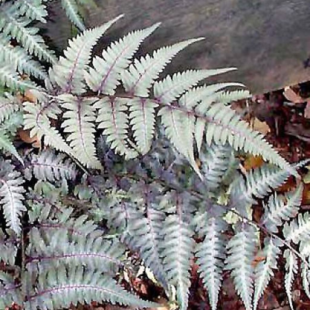 Athyrium niponicum var. pictum Metallicum - Felce