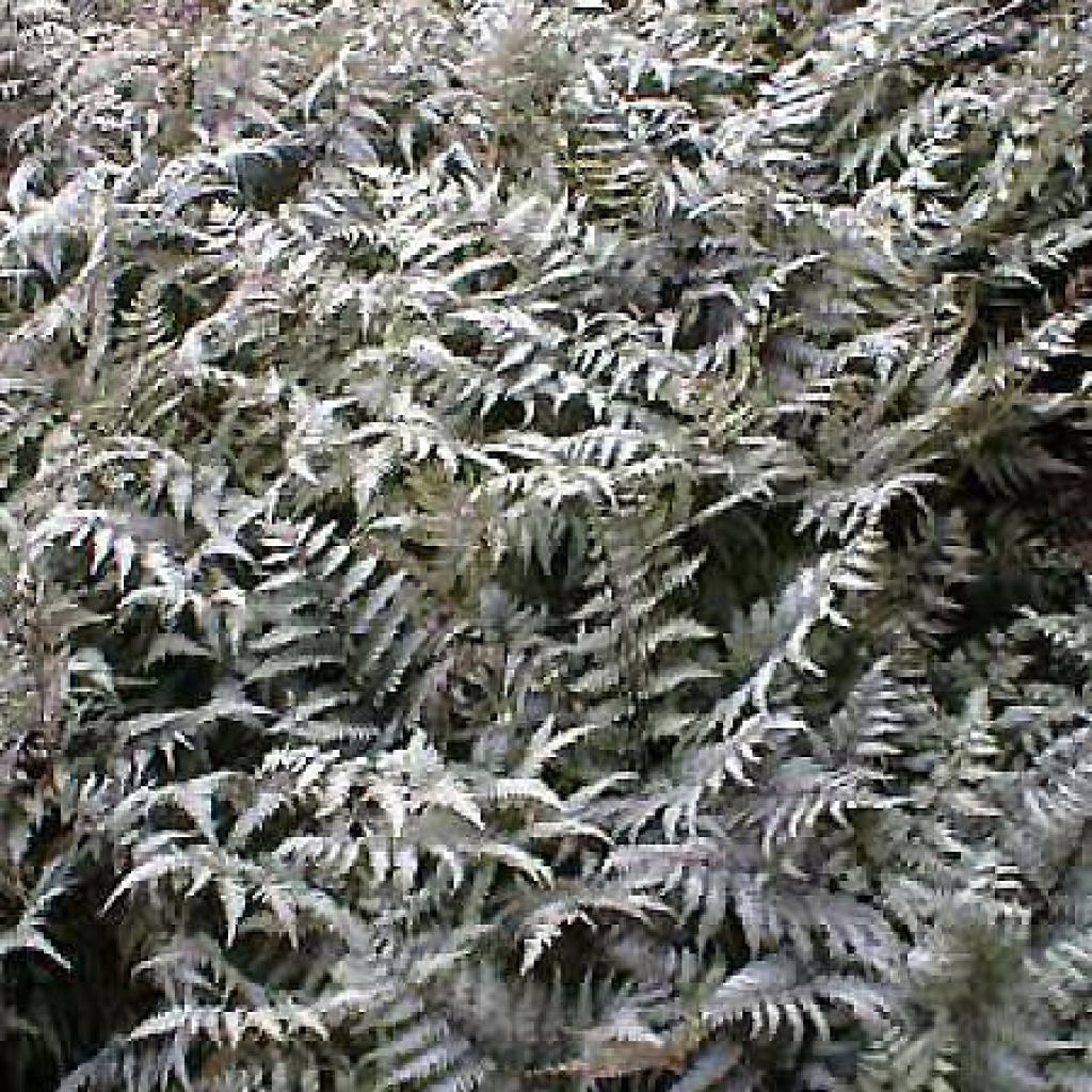 Athyrium niponicum var. pictum Metallicum - Felce