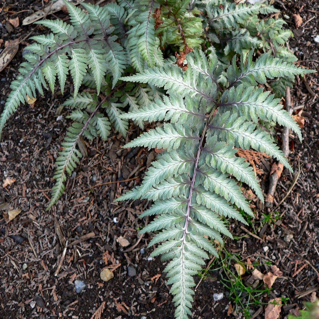 Athyrium niponicum var. pictum Red Beauty - Felce