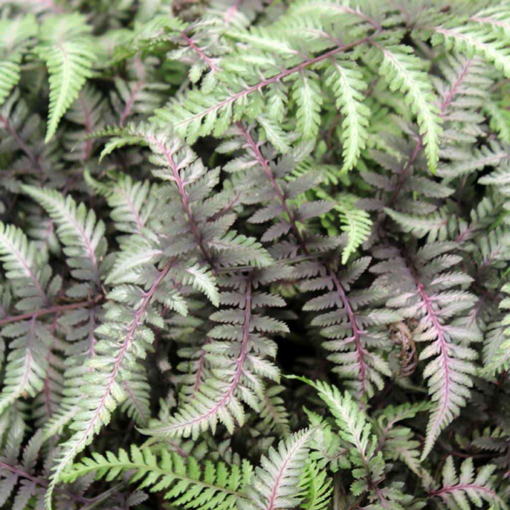 Athyrium niponicum var. pictum Red Beauty - Felce