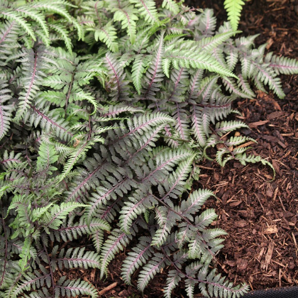 Athyrium niponicum var. pictum Red Beauty - Felce