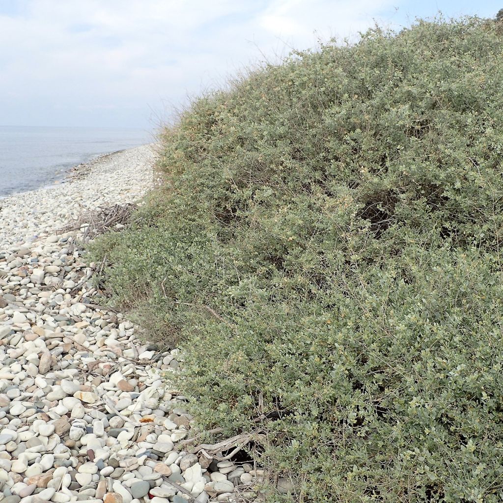 Atriplex halimus - Arroche halime ou marine, pourpier de mer