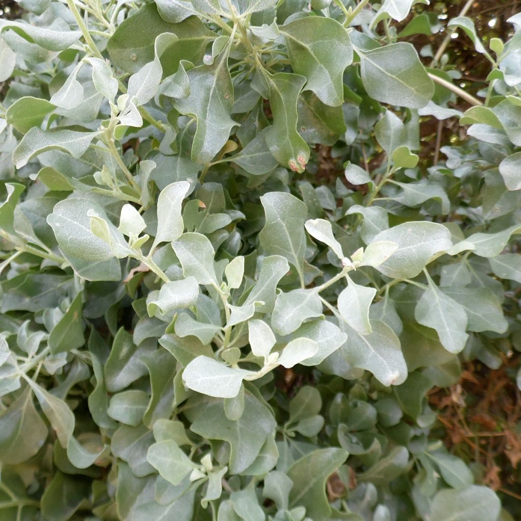 Atriplex halimus - Arroche halime ou marine, pourpier de mer