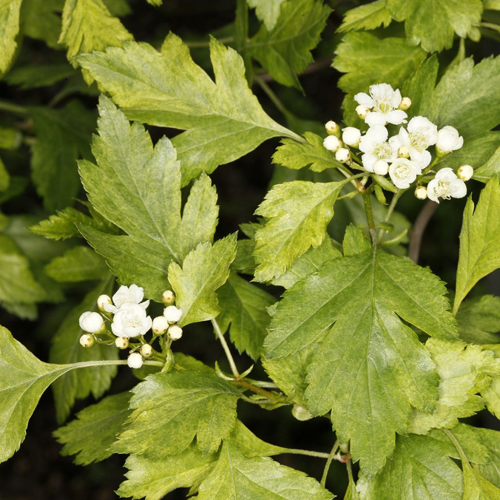 Crataegus chlorosarca Variegata