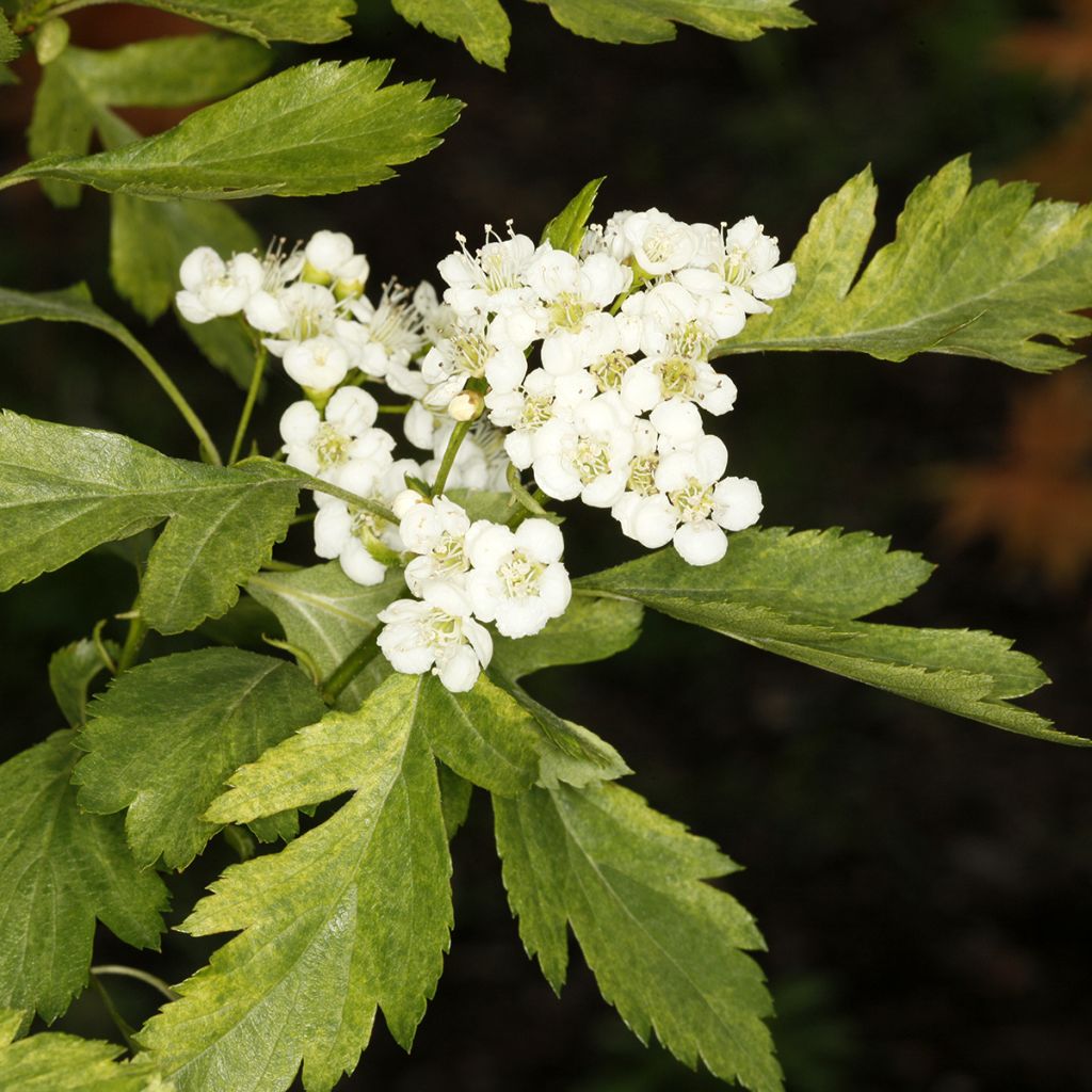 Crataegus chlorosarca Variegata