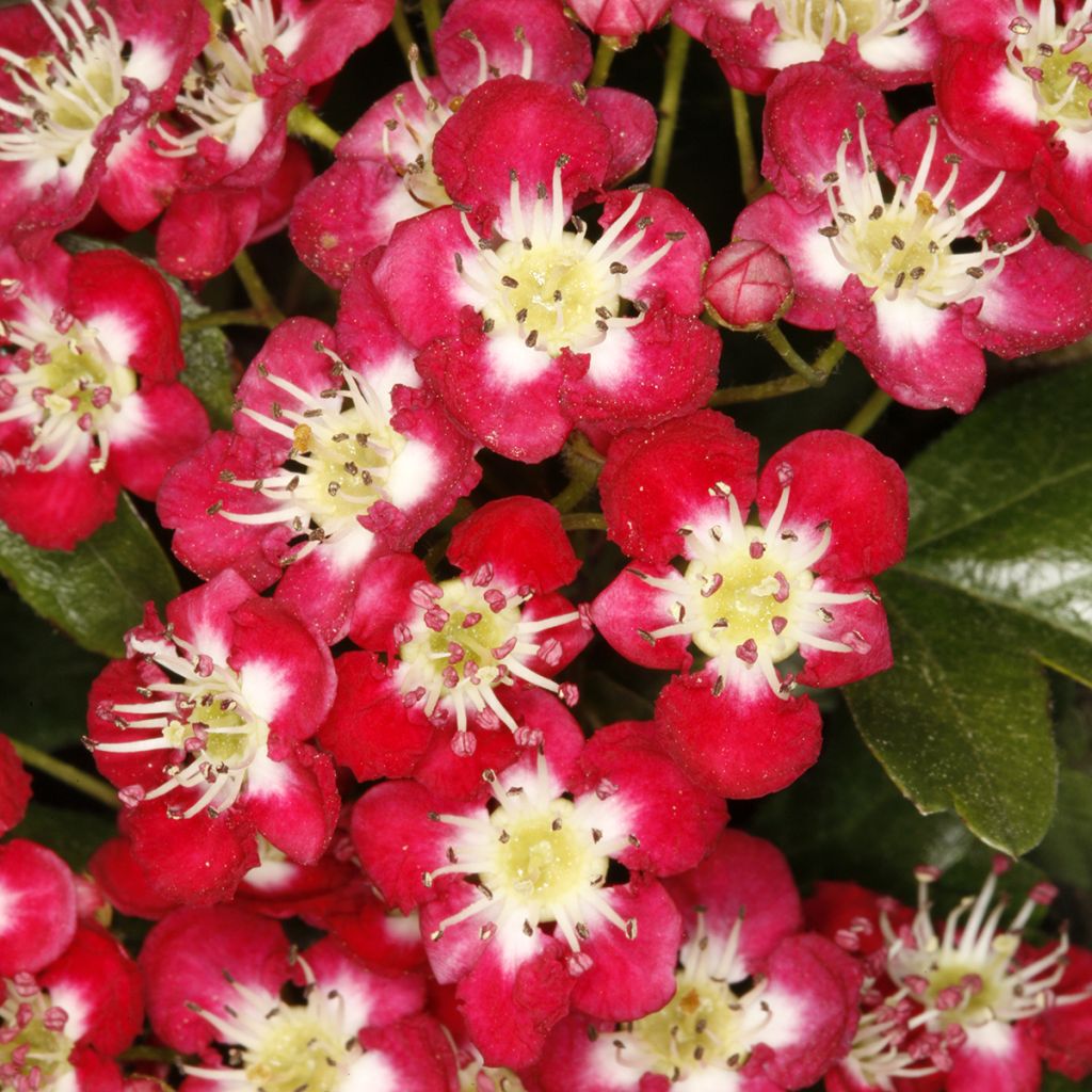 Crataegus laevigata Crimson Cloud