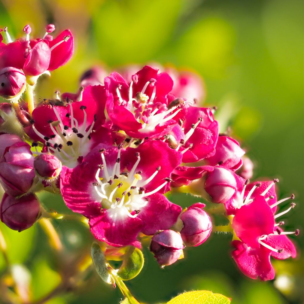 Crataegus laevigata Crimson Cloud