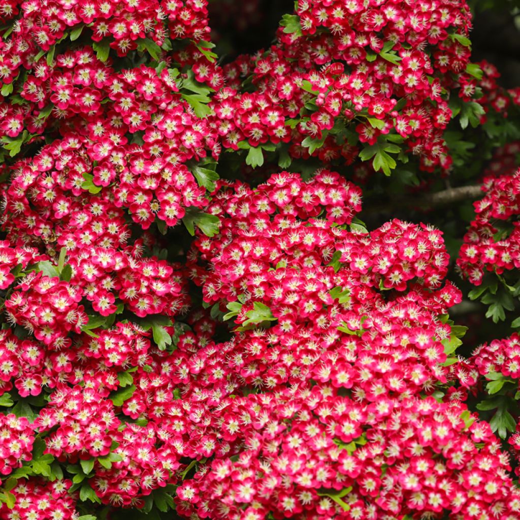 Crataegus laevigata Crimson Cloud