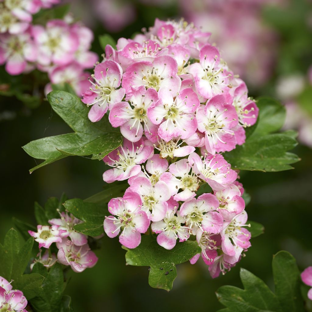 Crataegus Princesse Sturdza