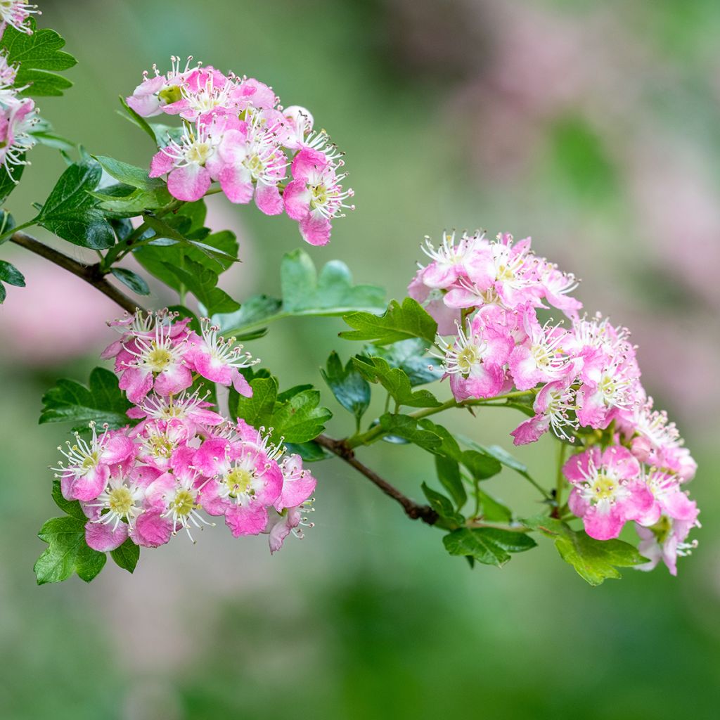 Crataegus Princesse Sturdza