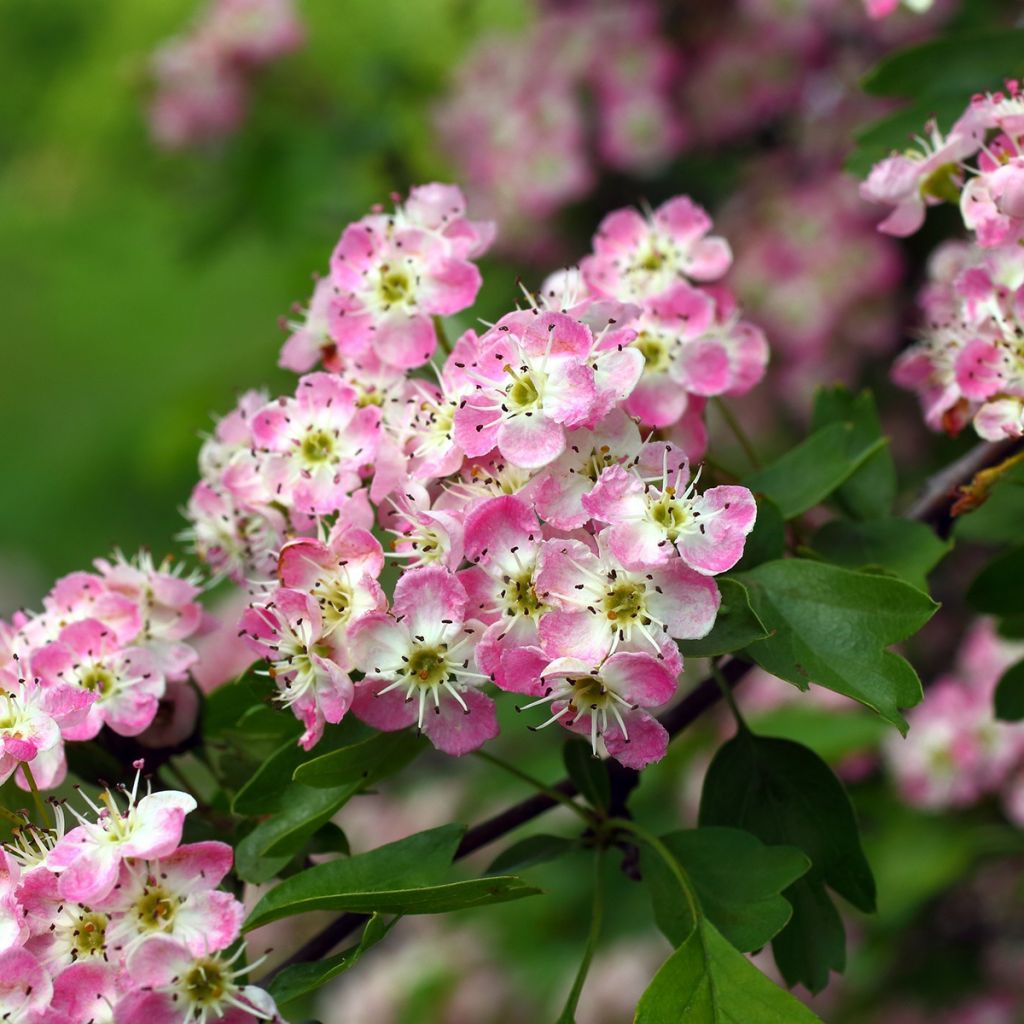 Crataegus Princesse Sturdza