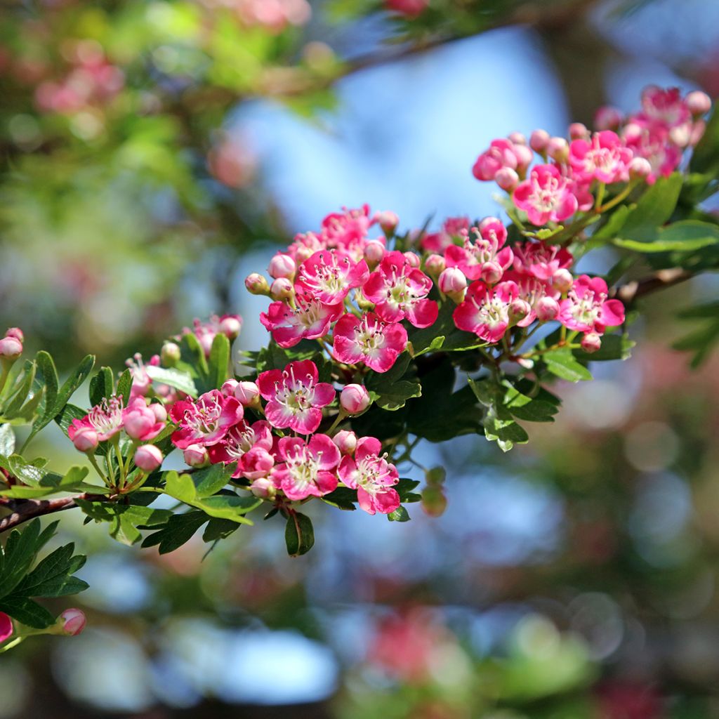 Crataegus Princesse Sturdza