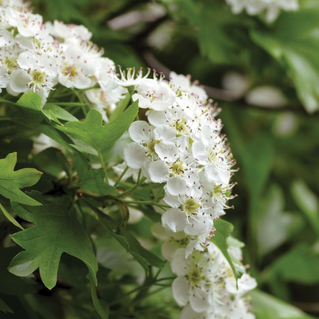 Crataegus monogyna - Biancospino comune