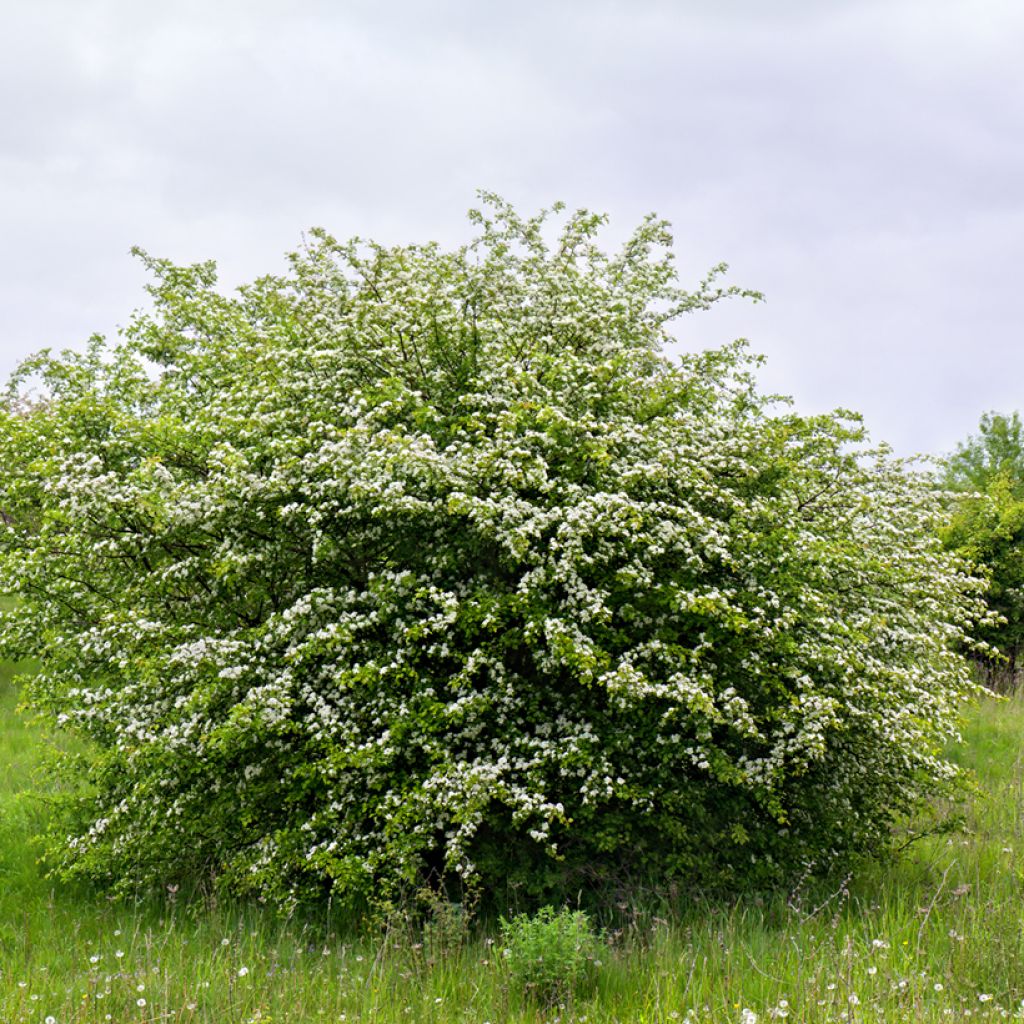 Crataegus monogyna - Biancospino comune