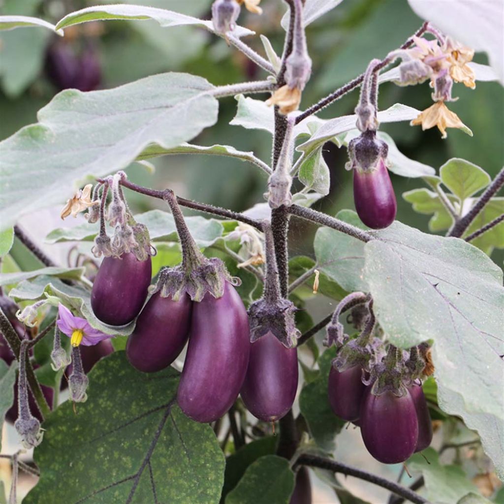 Aubergine Pusa Purple Cluster NT - Ferme de Sainte Marthe