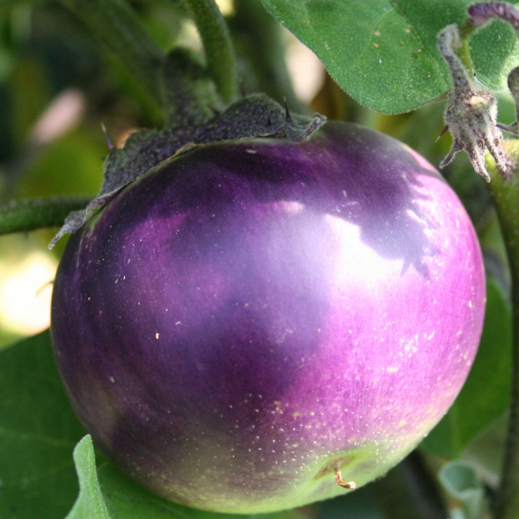 Aubergine Ronde de Valence 