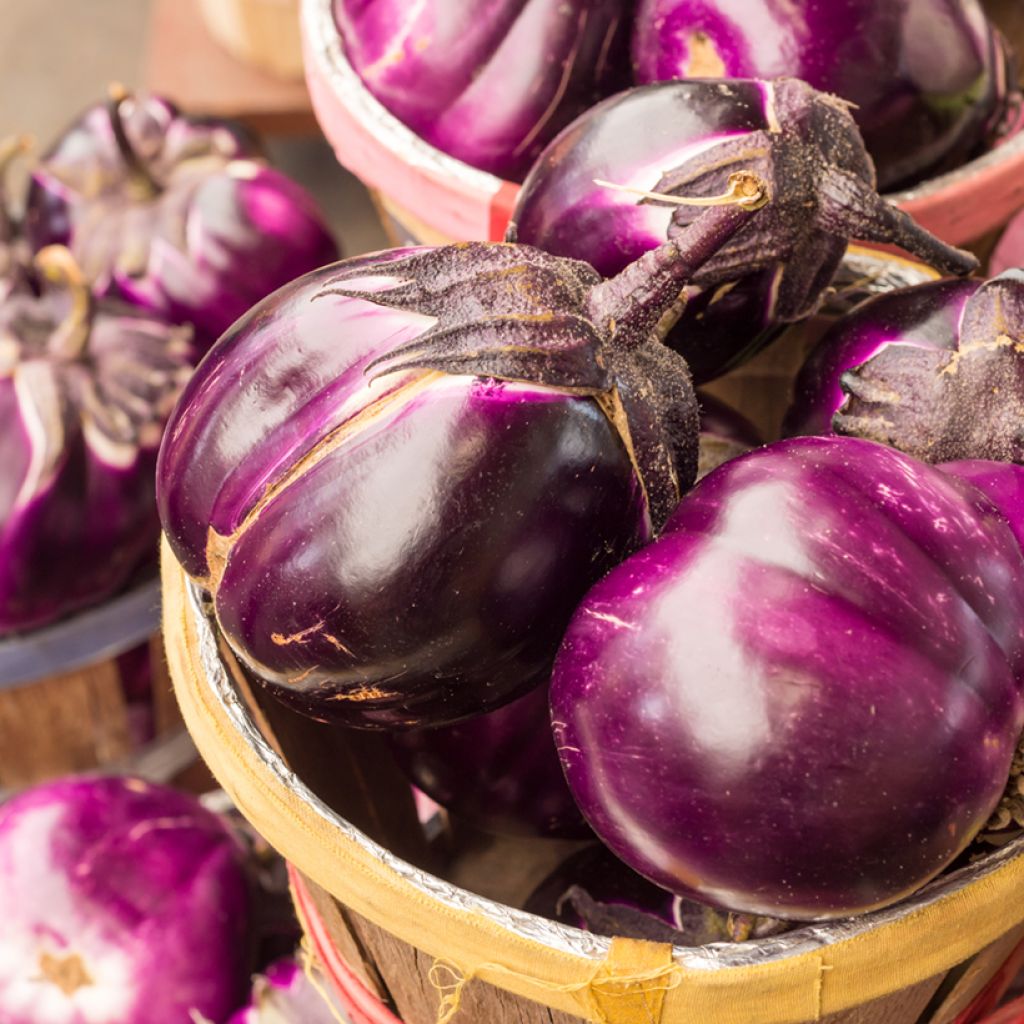 Melanzana Aubergine Rotonda Bianca Sfumata Di Rosa