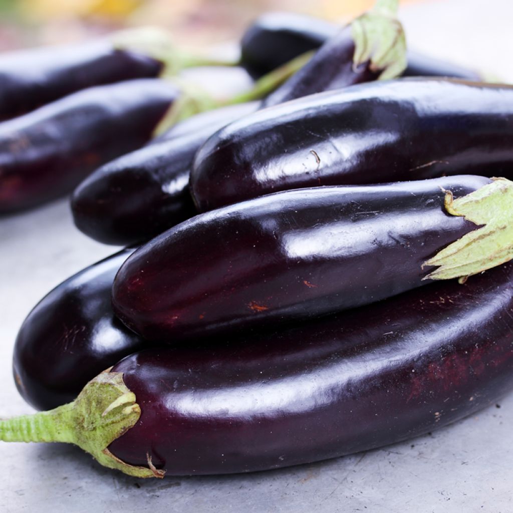 Melanzana Violette longue de Barbentane