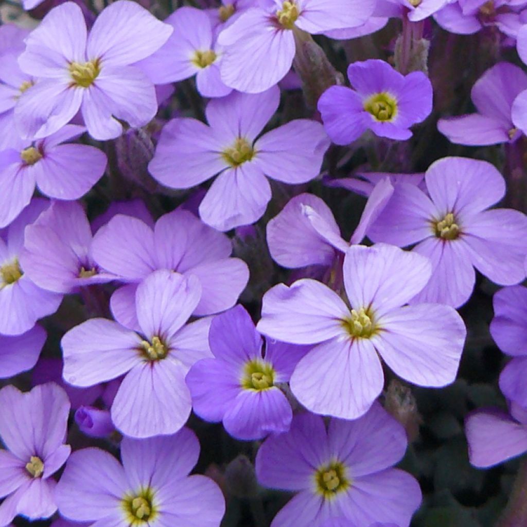 Aubriète, Aubrietia Novalis Blue