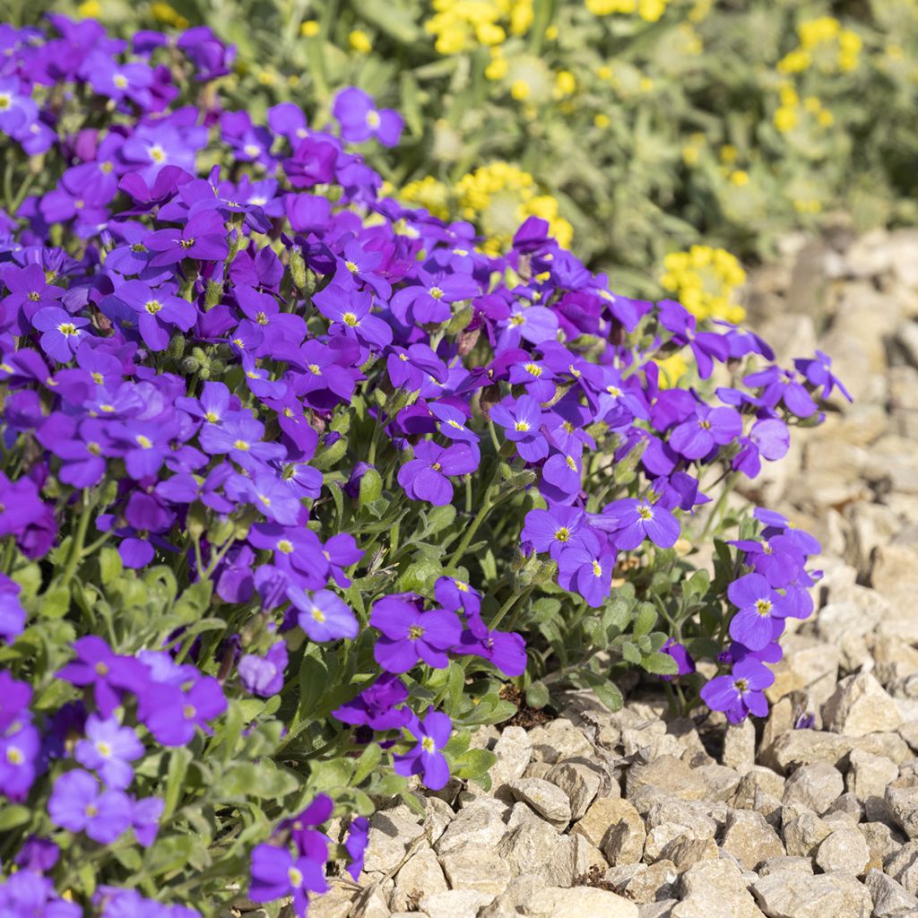 Aubrieta Royal Blue - Aubrezia