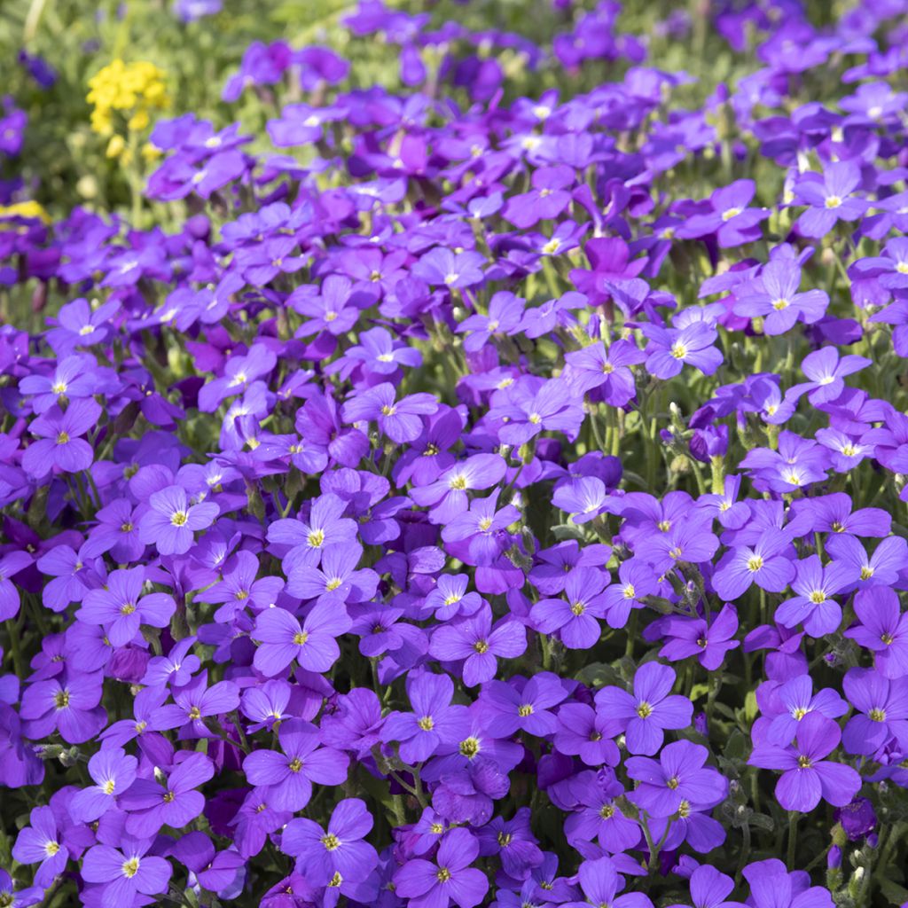 Aubrieta Royal Blue - Aubrezia