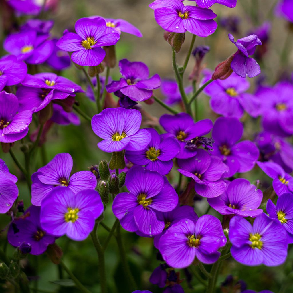 Aubrieta Royal Blue - Aubrezia