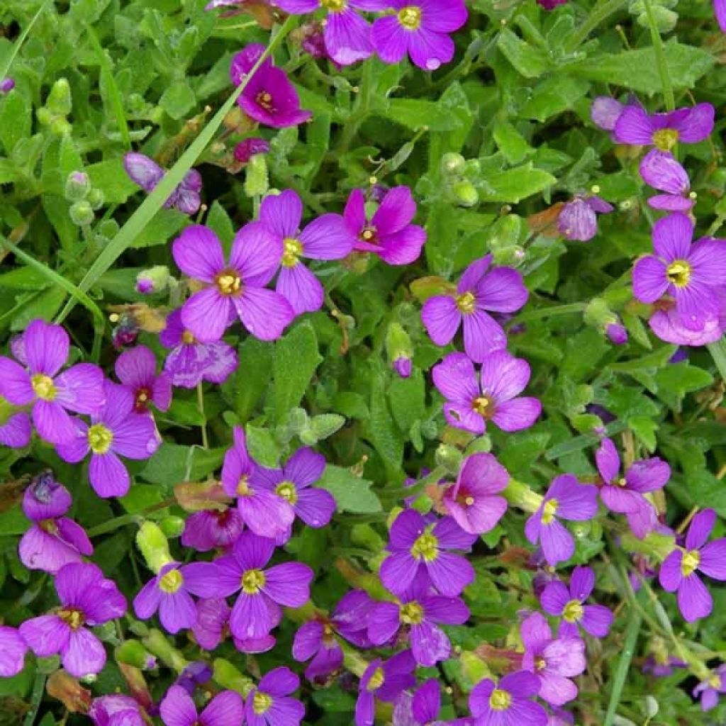 Aubrieta Cascade Blue - Aubrezia