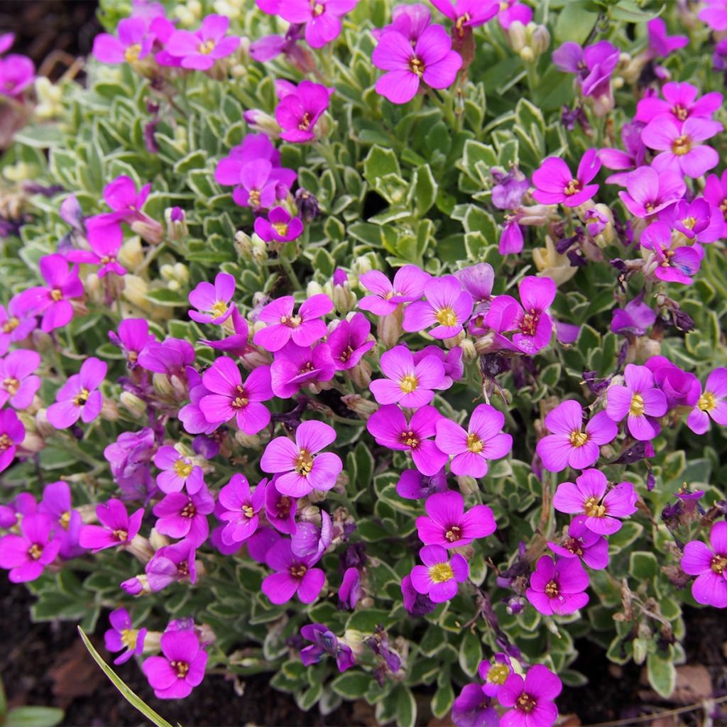 Aubriète, Aubrietia Swan Red